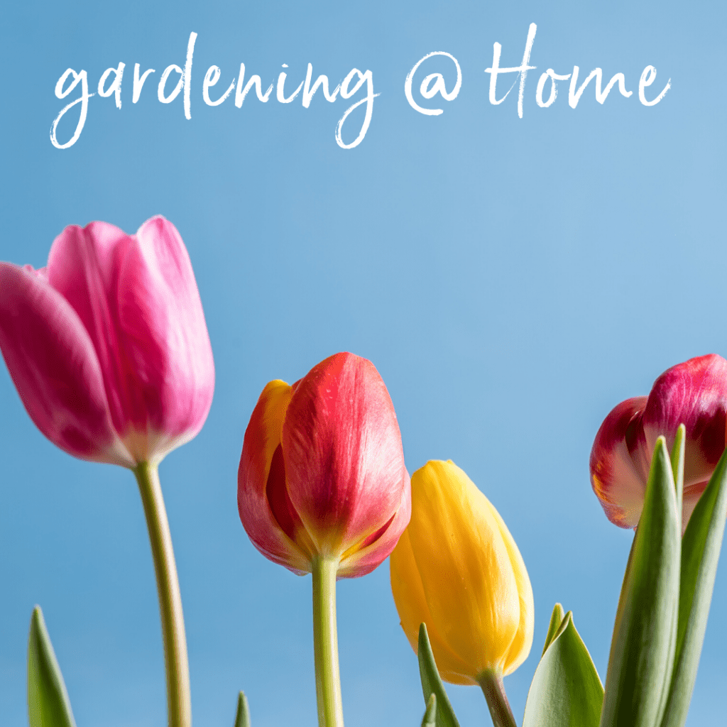 Spring has Sprung and my thoughts are of&nbsp;Gardening